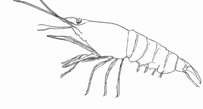 Техника ловли плотвы на мормышку